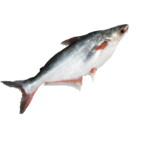 Pangas fish